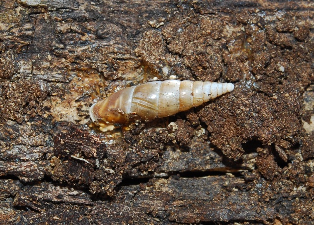 Cochlodina laminata insulana e C.costata curta .Croazia