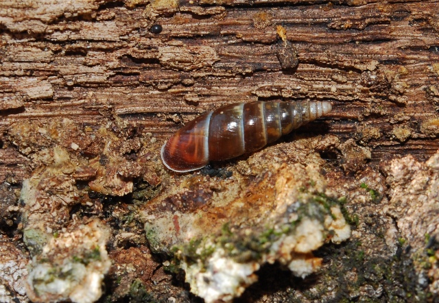 Cochlodina laminata insulana e C.costata curta .Croazia