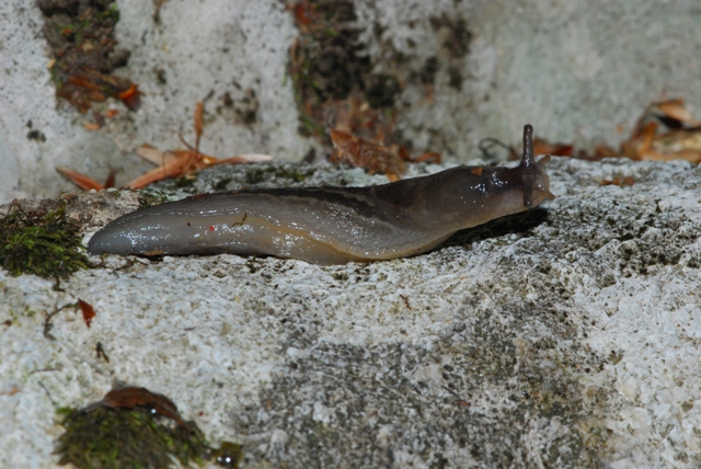 Limax grigio + Limax aldrovandi Moquin-Tandon 1855 degli Apuane