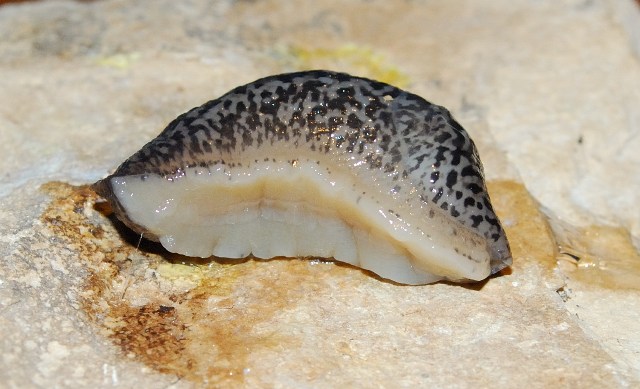 Limax maximus? da Rovereto (TN)