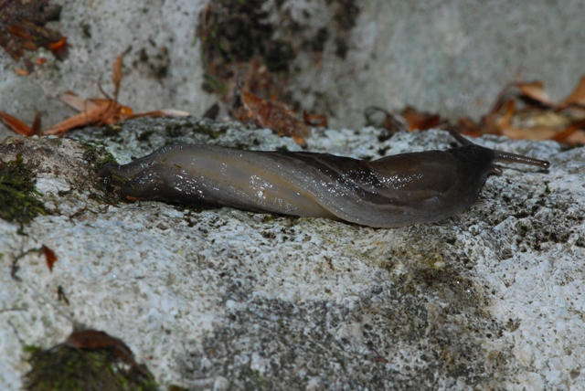 Limax grigio + Limax aldrovandi Moquin-Tandon 1855 degli Apuane