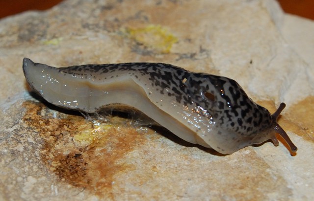 Limax maximus? da Rovereto (TN)