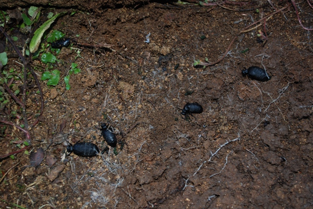 Meloe mediterraneus (almeno credo)