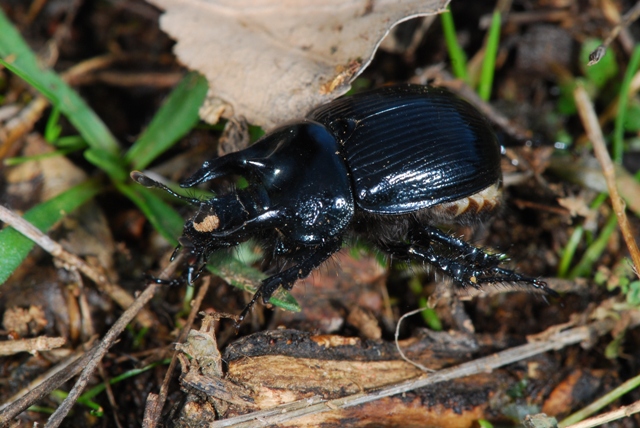 Geotrupidae:  Typhaeus typhoeus,  maschio
