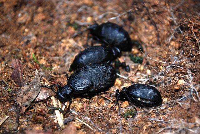 Meloe mediterraneus (almeno credo)