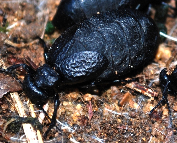 Meloe mediterraneus (almeno credo)