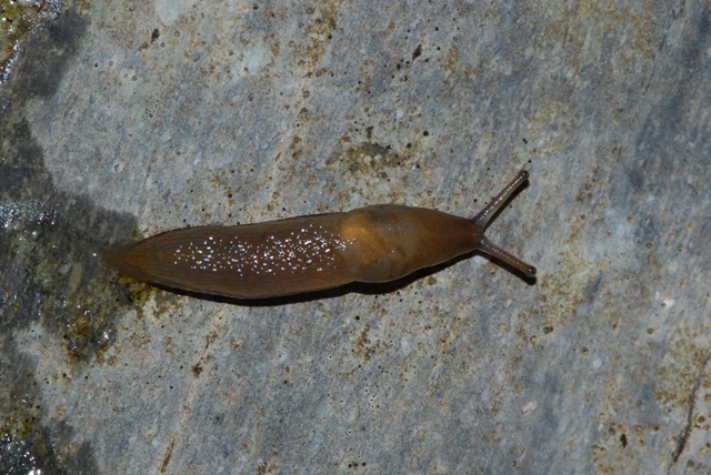 Limax delle Apuane