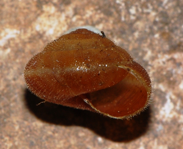 Trochulus hispidus (Linnaeus, 1758)??????