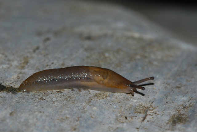 Limax delle Apuane