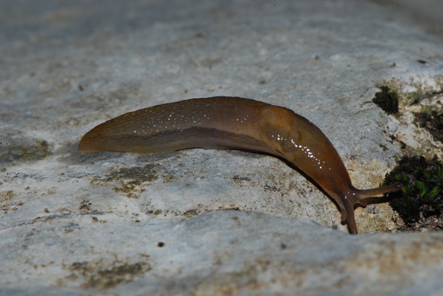 Limax delle Apuane