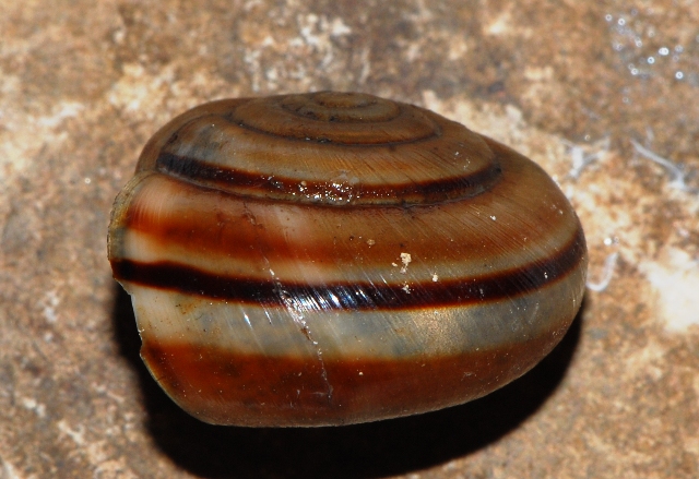 Chilostoma monti Berici