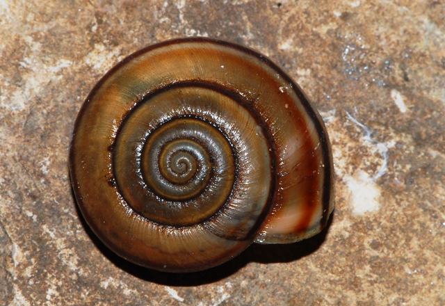 Chilostoma monti Berici