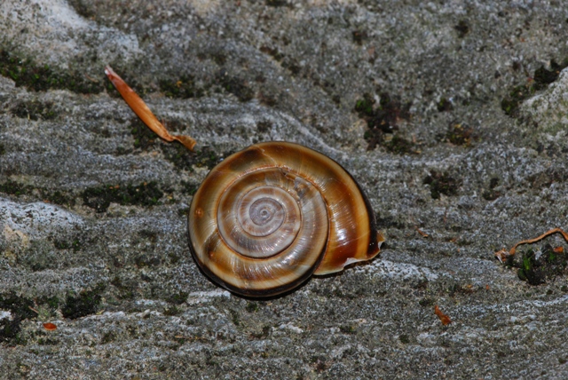 Chilostoma (Chilostoma) cingulatum apuanum (Issel, 1866)