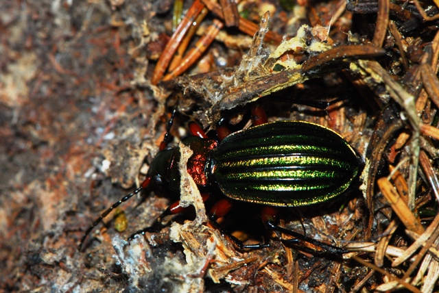 Carabus auronitens