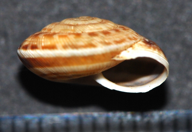 Xerocrassa frater Mallorca