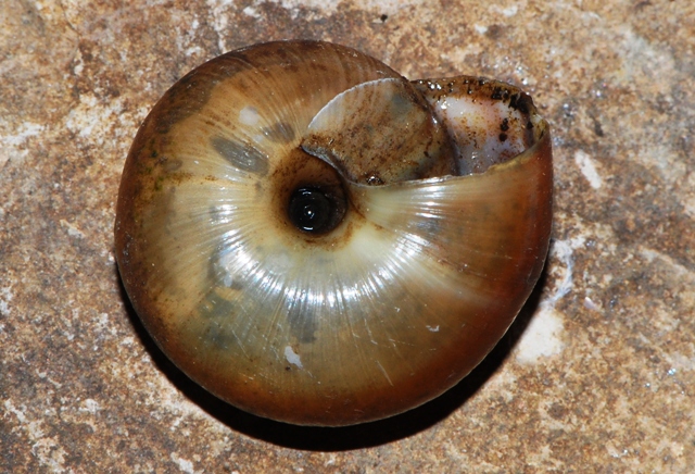 Chilostoma monti Berici