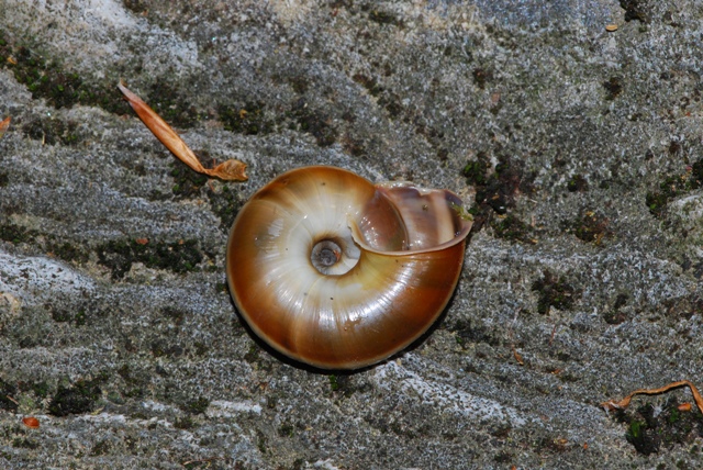 Chilostoma (Chilostoma) cingulatum apuanum (Issel, 1866)