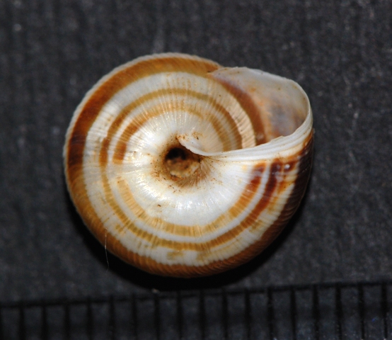 Xerocrassa frater Mallorca