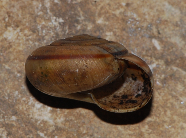 Chilostoma monti Berici