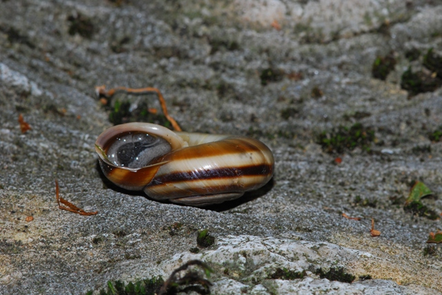 Chilostoma (Chilostoma) cingulatum apuanum (Issel, 1866)