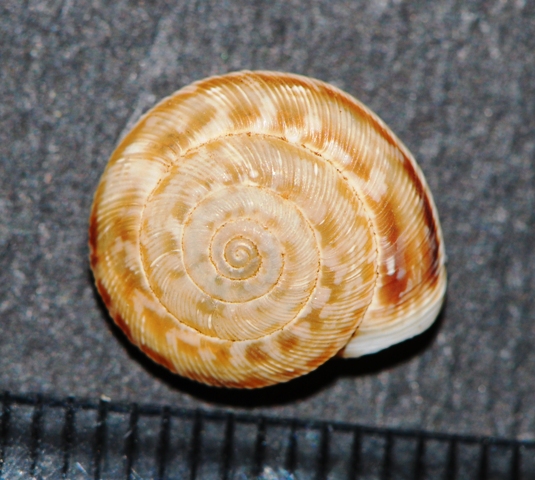 Xerocrassa frater Mallorca