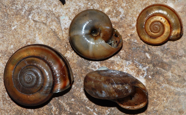 Chilostoma monti Berici