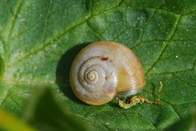 Monacha cf. martensiana