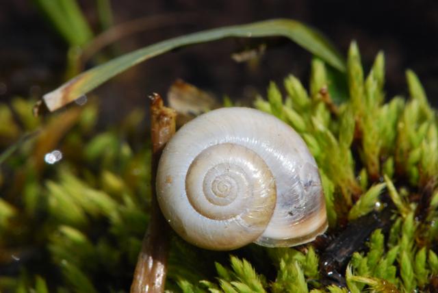 Monacha cf. martensiana