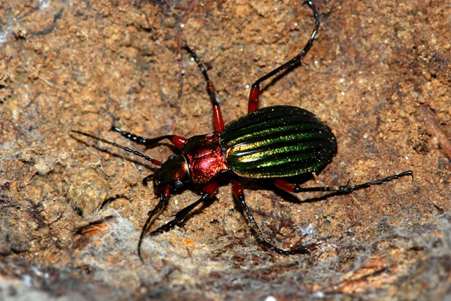 Carabus auronitens