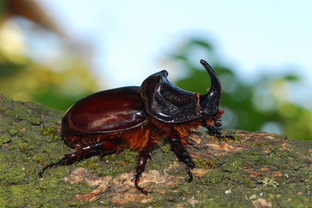 Oryctes nasicornis Budrio (BO)