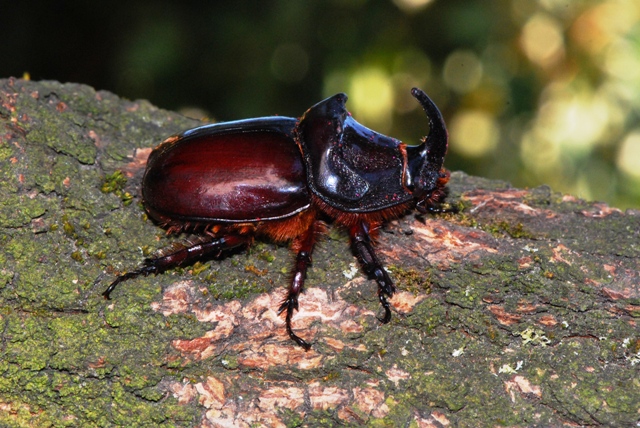 Oryctes nasicornis Budrio (BO)