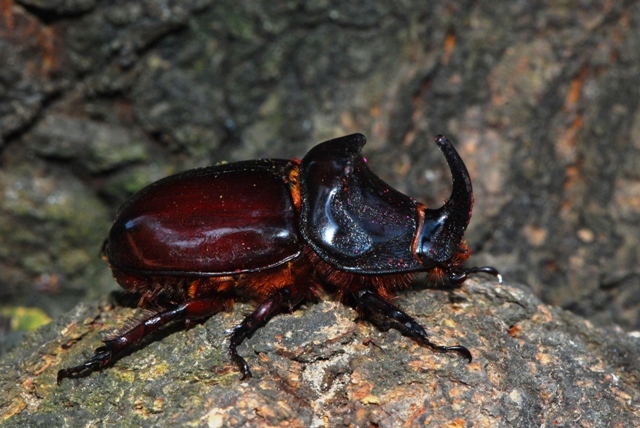 Oryctes nasicornis Budrio (BO)