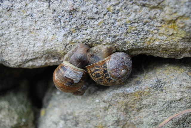 Cantareus aspersus accoppiamento