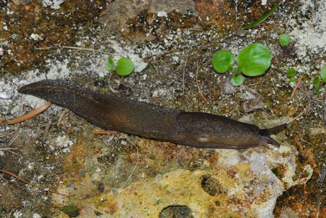 Limax sp. Mercantour