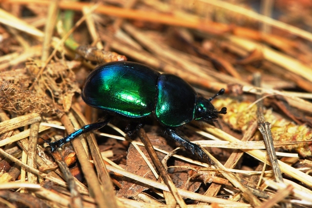 Geotrupidae