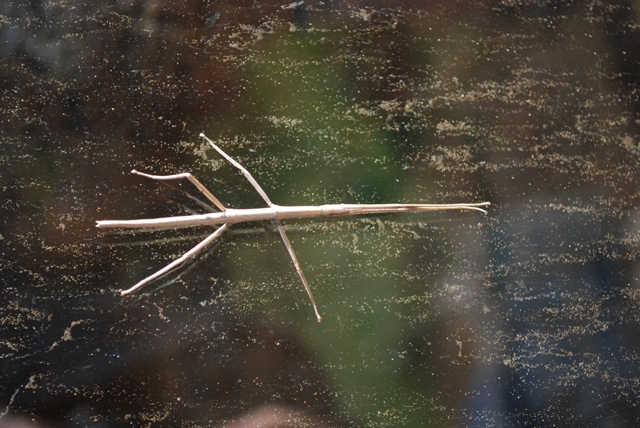 Clonopsis gallica Populonia (GR)