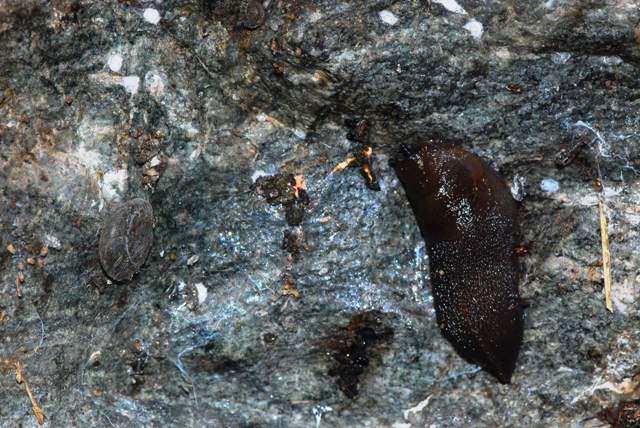 Chilostoma(Corneola)crombezi (LOCARD, 1882) - Mercantour