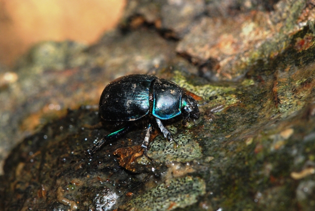 Geotrupidae