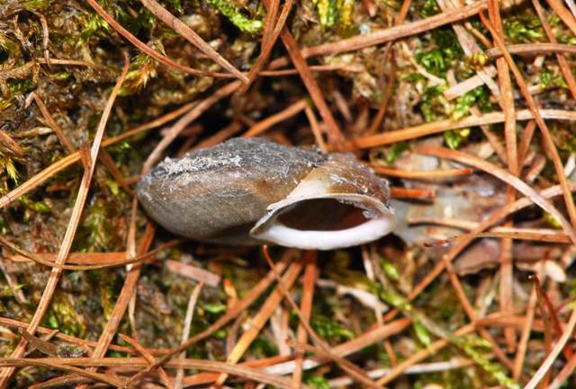 Chilostoma(Corneola)crombezi (LOCARD, 1882) - Mercantour