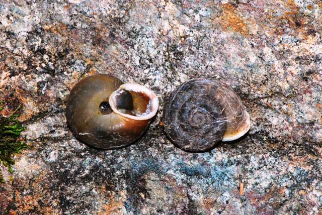 Chilostoma(Corneola)crombezi (LOCARD, 1882) - Mercantour