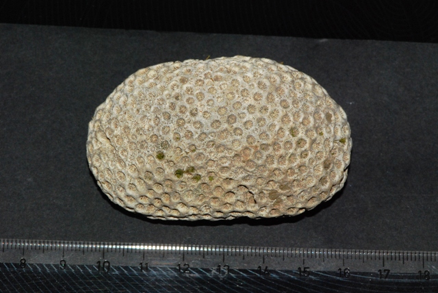 Corallo Maresca (PT)