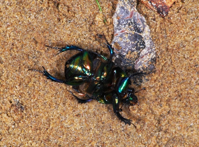 Geotrupidae