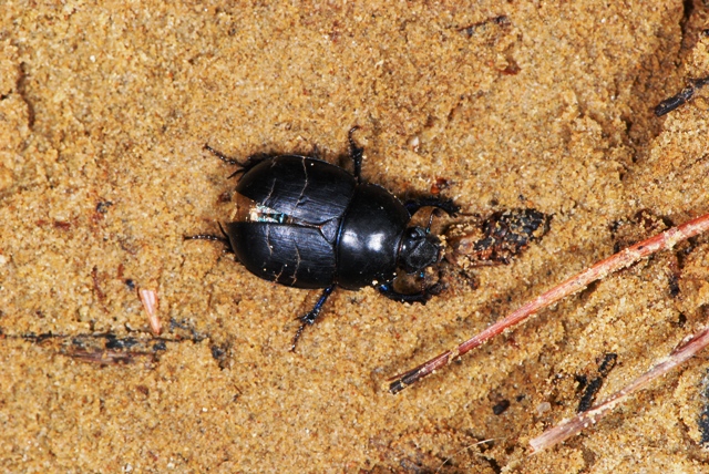 Geotrupidae