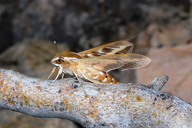 Hyles livornica