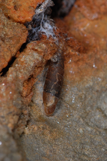 Papillifera solida Alberese - Francia - Calabria