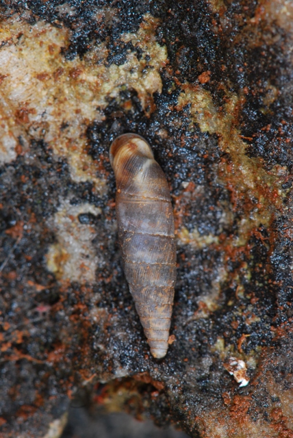 Papillifera solida Alberese - Francia - Calabria