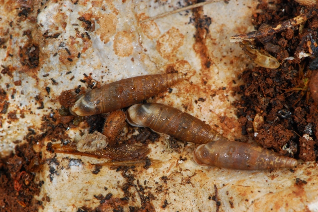 Papillifera solida Alberese - Francia - Calabria