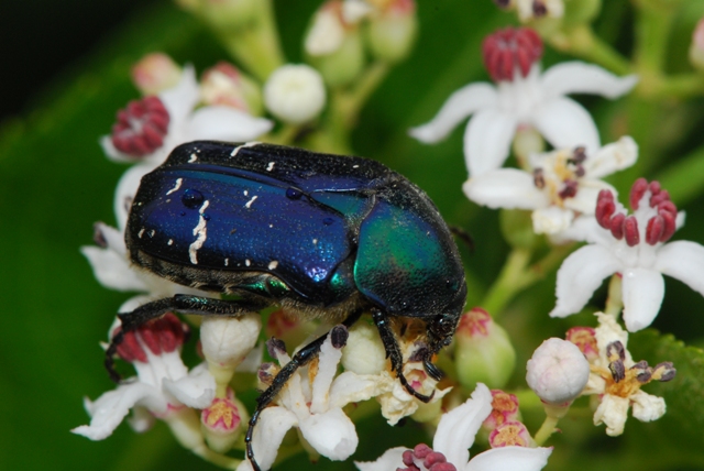 Cetonia aurata blu e varie  (isola Rab -  Croazia)