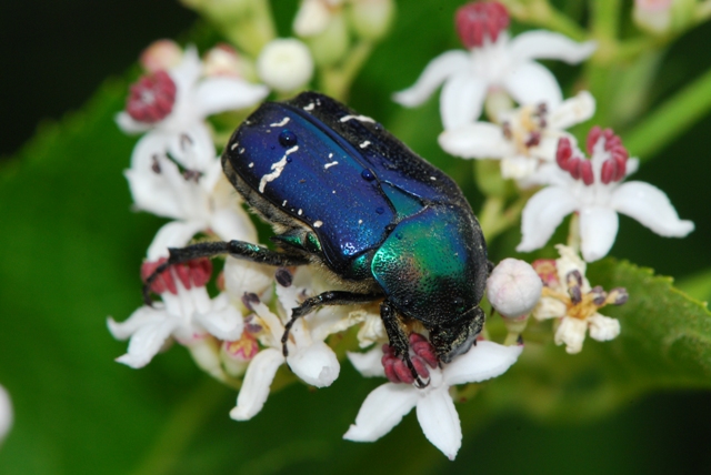 Cetonia aurata blu e varie  (isola Rab -  Croazia)