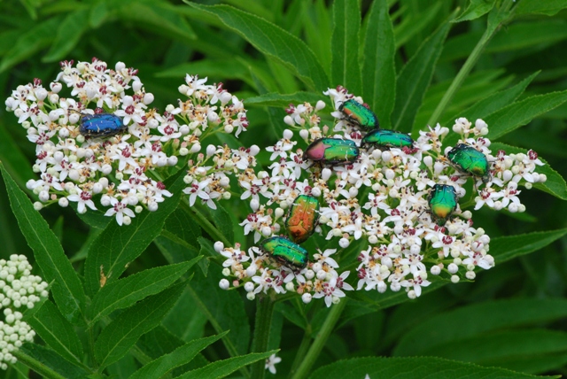 Cetonia aurata blu e varie  (isola Rab -  Croazia)